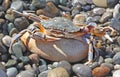 Aggressive crab