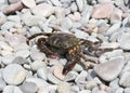 Aggressive crab on the background of sea pebbles. The crab went out to warm up on a warm summer beach. Soft, selective focus