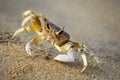 Aggressive crab on the beach of Sri Lanka, Kalpitiya.