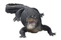 Aggressive Crocodile Royalty Free Stock Photo
