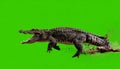 Aggressive Crocodile Isolated on Green Screen Royalty Free Stock Photo