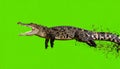 Aggressive Crocodile Jumps from Water on Green Screen Royalty Free Stock Photo