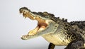 Aggressive Crocodile with Open Jaws on White Background Royalty Free Stock Photo