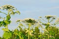 Aggressive dangerous plant Giant Hogweed heracleum sphondylium