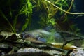Deathly predator channel catfish, in European freshwater temperate biotope aquarium, fish hunting on river bottom, greeen algae