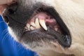 Aggressive dog.The dog grins and shows his teeth Royalty Free Stock Photo