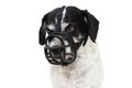 AGGRESSIVE DOG IN MUZZLE. ISOLATED AGAINST WHITE BACKGROUND