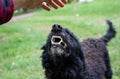 Aggressive dog showing teeth to stranger man Royalty Free Stock Photo