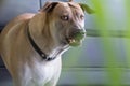 Aggressive dog shows dangerous teeth, Fierce dogs watching cars,