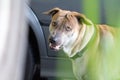 Aggressive dog shows dangerous teeth, Fierce dogs watching cars, Royalty Free Stock Photo