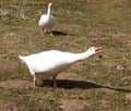 Aggressive domesticated goose screaming and hissing on other birds