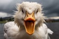Portrait of angry duck with open beak Royalty Free Stock Photo