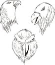 Aggressive eagle heads