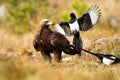 Aggressive eurasian magpie attacking golden eagle in flight