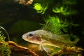 aggressive Eurasian ruffe, captive dominant wild freshwater fish, omnivore coldwater species, hornwort and elodea Royalty Free Stock Photo