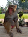 Aggressive face of a monkey rhesus