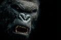 Aggressive gorilla roaring showing its teeth on a black background Royalty Free Stock Photo