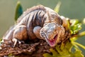 Aggressive Grand Cayman Iguana On Branch Royalty Free Stock Photo