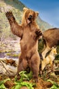 Aggressive grizzly bear on its hind legs, a stuffed bear