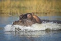 Aggressive hippo rushing into water in golden afternoon light in Chobe River in Botswana