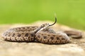 Aggressive juvenile meadow viper