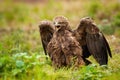 Aggressive lesser spotted eagle screeching with wings open on a green meadow Royalty Free Stock Photo