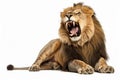 Aggressive lion growls lies on a white background