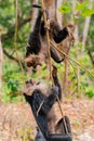 Aggressive lion-tailed macaques fighting on the tree in the forest. Valrapai Royalty Free Stock Photo