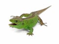 Aggressive male green sand lizard, Lacerta agilis, ready to attack isolated on white background