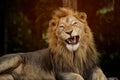 Aggressive male lion