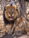 Aggressive male lion and sleeping lioness in Kruger Park South Africa