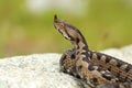 Aggressive male nose horned viper