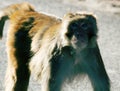 Aggressive male rhesus monkeys would beg for food