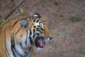 Aggressive male tiger in the jungle
