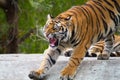 Aggressive male tiger in the jungle