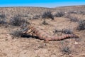 Aggressive Monitor Lizard Varanus griseus Royalty Free Stock Photo