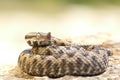 Aggressive nose horned viper ready to strike Royalty Free Stock Photo