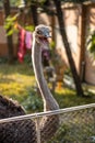 Aggressive ostrich inside of a net fence close up shot