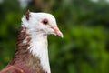 Aggressive pigeon face close up look with green bokeh background Royalty Free Stock Photo