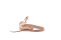 Aggressive Rat snake attack pose isolated on white background Royalty Free Stock Photo