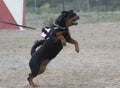 Aggressive rottweiler Royalty Free Stock Photo