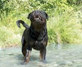 Aggressive rottweiler in river Royalty Free Stock Photo