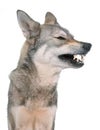 Aggressive Saarloos wolfdog in studio Royalty Free Stock Photo