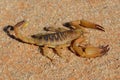 Aggressive scorpion Royalty Free Stock Photo