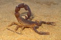 Aggressive scorpion Royalty Free Stock Photo