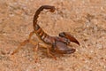 Aggressive scorpion Royalty Free Stock Photo