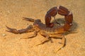 Aggressive scorpion Royalty Free Stock Photo