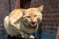 Aggressive snarling red cat Royalty Free Stock Photo