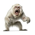 Aggressive Snow Monkey Studio Shot Royalty Free Stock Photo