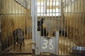 Aggressive stray dogs snarling, barking behind bars in the aviary, Royalty Free Stock Photo